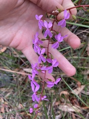 Stylidium productum