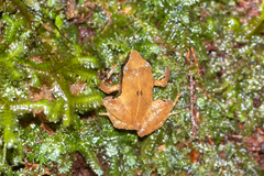 Craugastor podiciferus