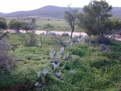 Acanthocladium dockeri