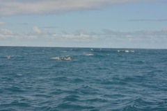 Tursiops