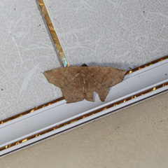 Paragonia cruraria
