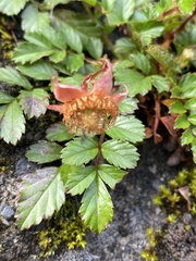 Rubus taiwanicola