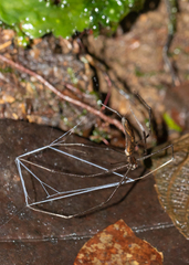 Deinopis longipes