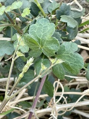 Clematis pauciflora