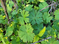 Geranium pusillum