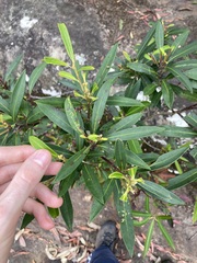 Tristaniopsis laurina