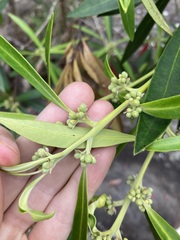 Tristaniopsis laurina