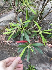Tristaniopsis laurina