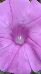 Ipomoea orizabensis orizabensis