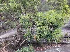 Tristaniopsis laurina