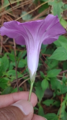 Ipomoea orizabensis orizabensis