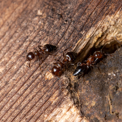 Crematogaster pilosa