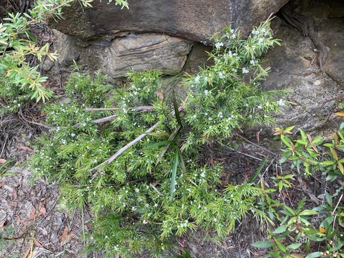 Image of Austromyrtus tenuifolia by (c) Thomas Mesaglio, some rights reserved (CC BY)