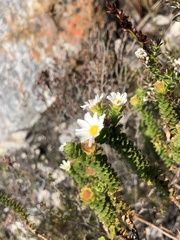 Osmitopsis parvifolia