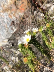 Osmitopsis parvifolia