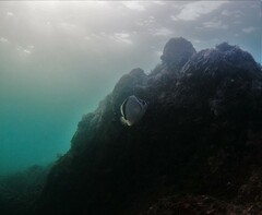 Johnrandallia nigrirostris