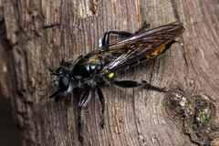 Laphria index