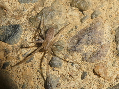 Larinia