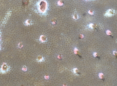 Porites