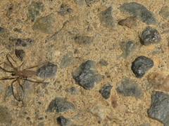 Larinia
