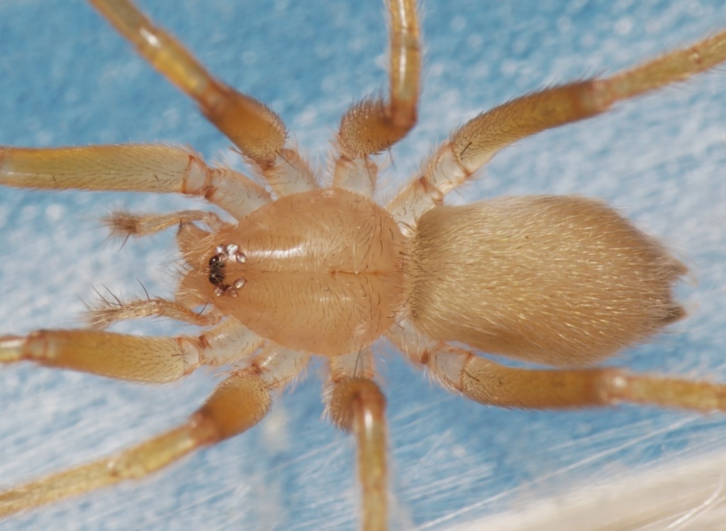 Zimiris doriae