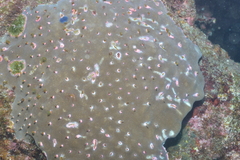 Porites