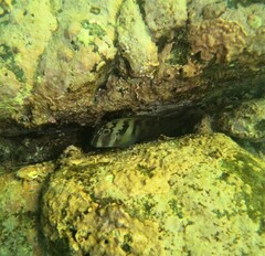 Ophioblennius steindachneri