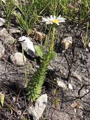 Osmitopsis glabra
