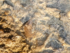 Larinia
