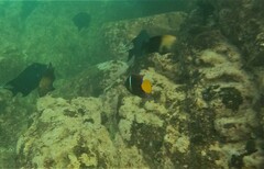 Holacanthus passer