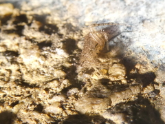 Larinia