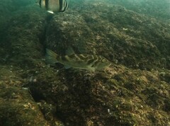 Sphoeroides annulatus