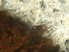 Larinia
