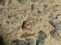 Larinia