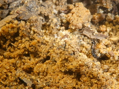 Aleocharinae