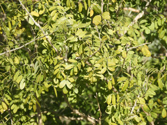 Coursetia glandulosa