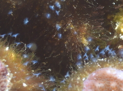 Hydrozoa