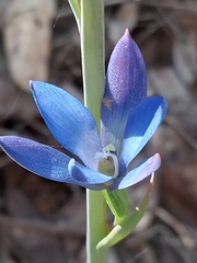 Thelymitra media