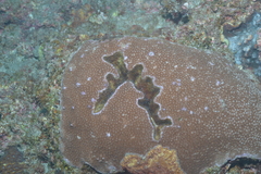 Hydrozoa