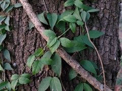 Dolichandra unguis-cati