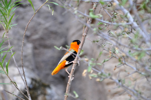 Euplectes franciscanus