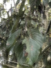 Alnus formosana