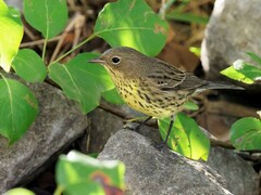 Setophaga kirtlandii