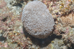Alveopora