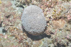 Alveopora