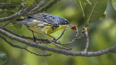 Setophaga kirtlandii