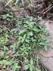 Ruellia squarrosa