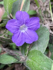 Ruellia squarrosa