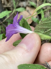 Ruellia squarrosa