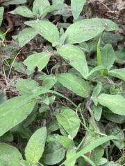 Ruellia squarrosa